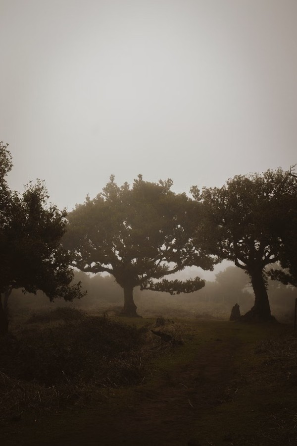 Madeira Island 풍경