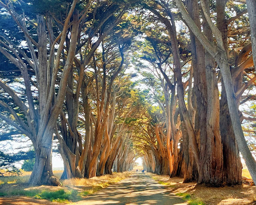 Point Reyes National Seashore attraction2