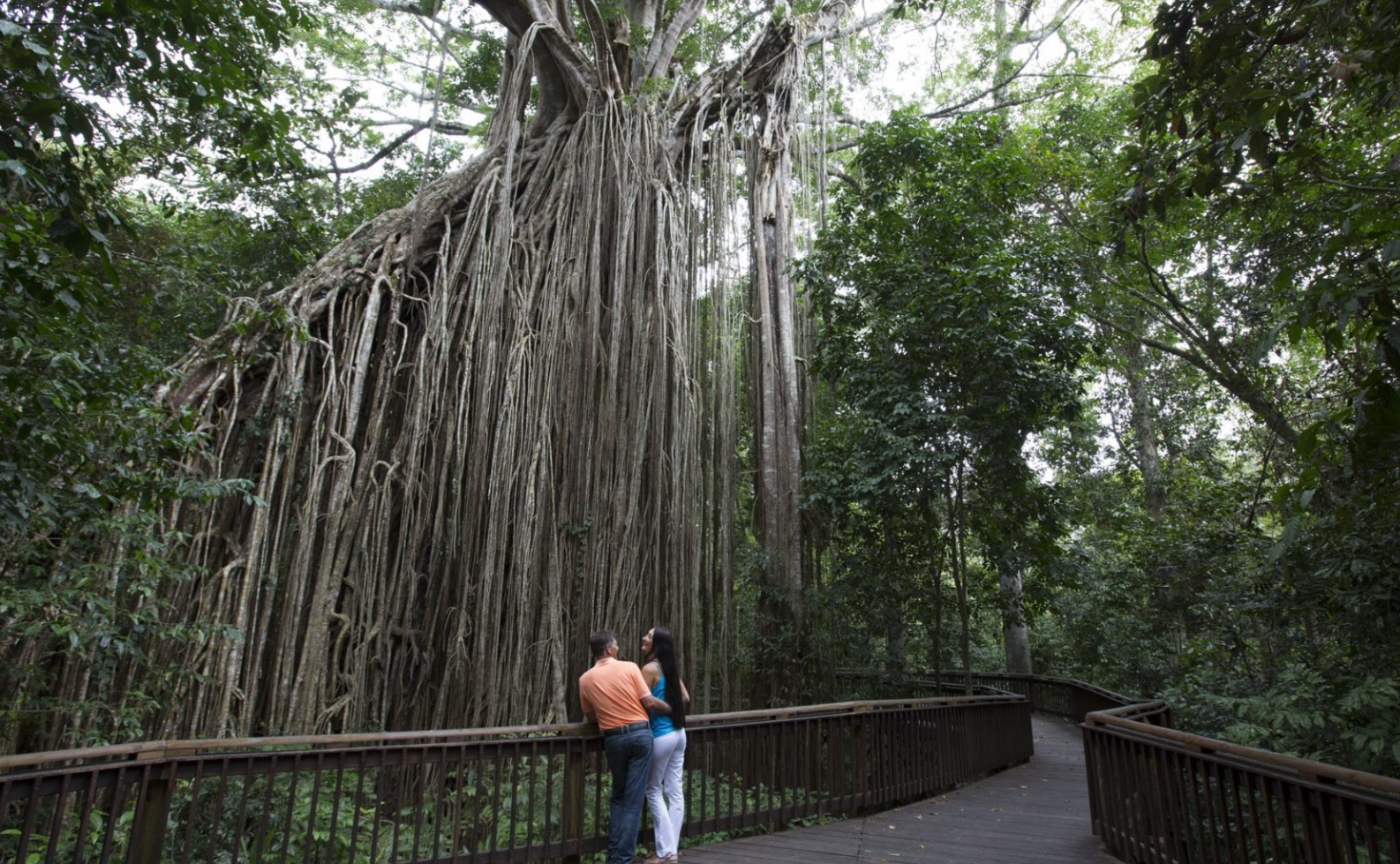 Atherton Tablelands attraction